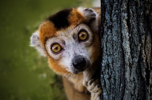 Čo ste možno nevedeli o Madagaskare