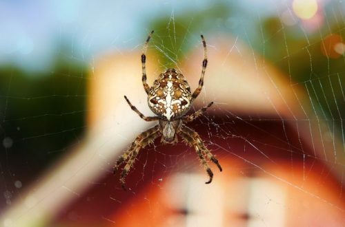 Pavúky predtým utekajú. A môžu aj pred vašou domácnosťou. Ako na to?