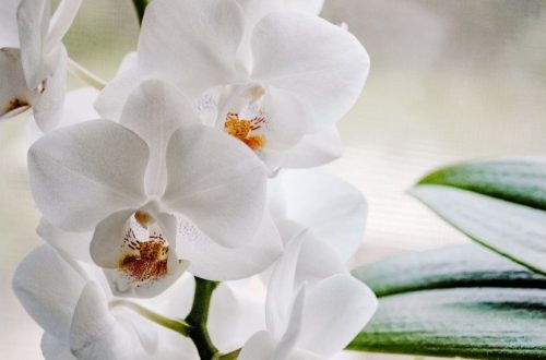 Pestovanie orchideí: to najzásadnejšie, čo treba vedieť