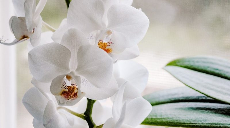 Pestovanie orchideí: to najzásadnejšie, čo treba vedieť