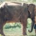 Záchranné stanice slonov ako jedno veľké tému. Pozrime sa na ne z oboch strán
