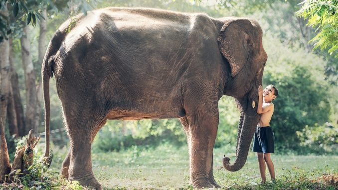 Záchranné stanice slonov ako jedno veľké tému. Pozrime sa na ne z oboch strán